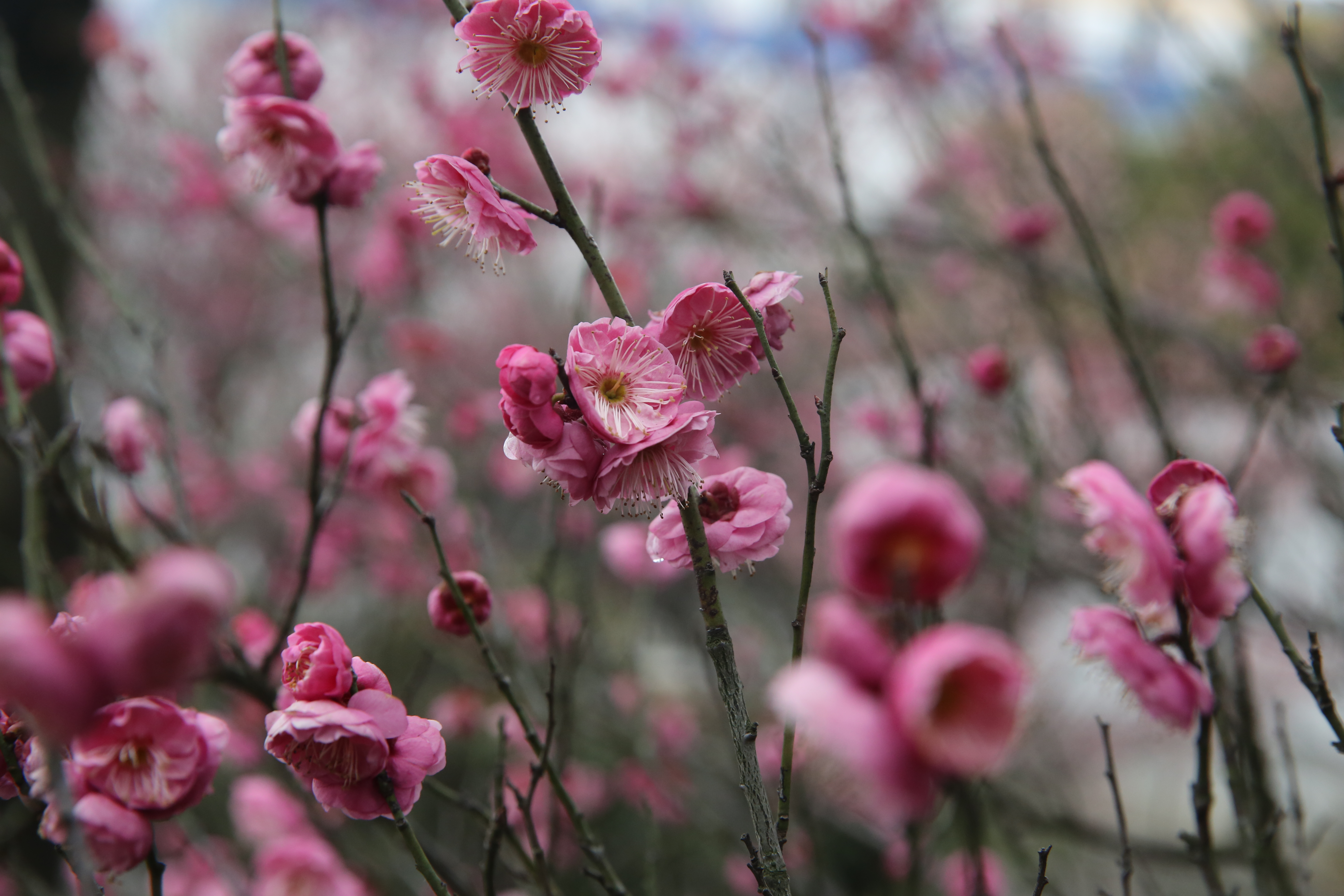 ΰ�¹���(victor1946)�ٷ���վ-Officials Website