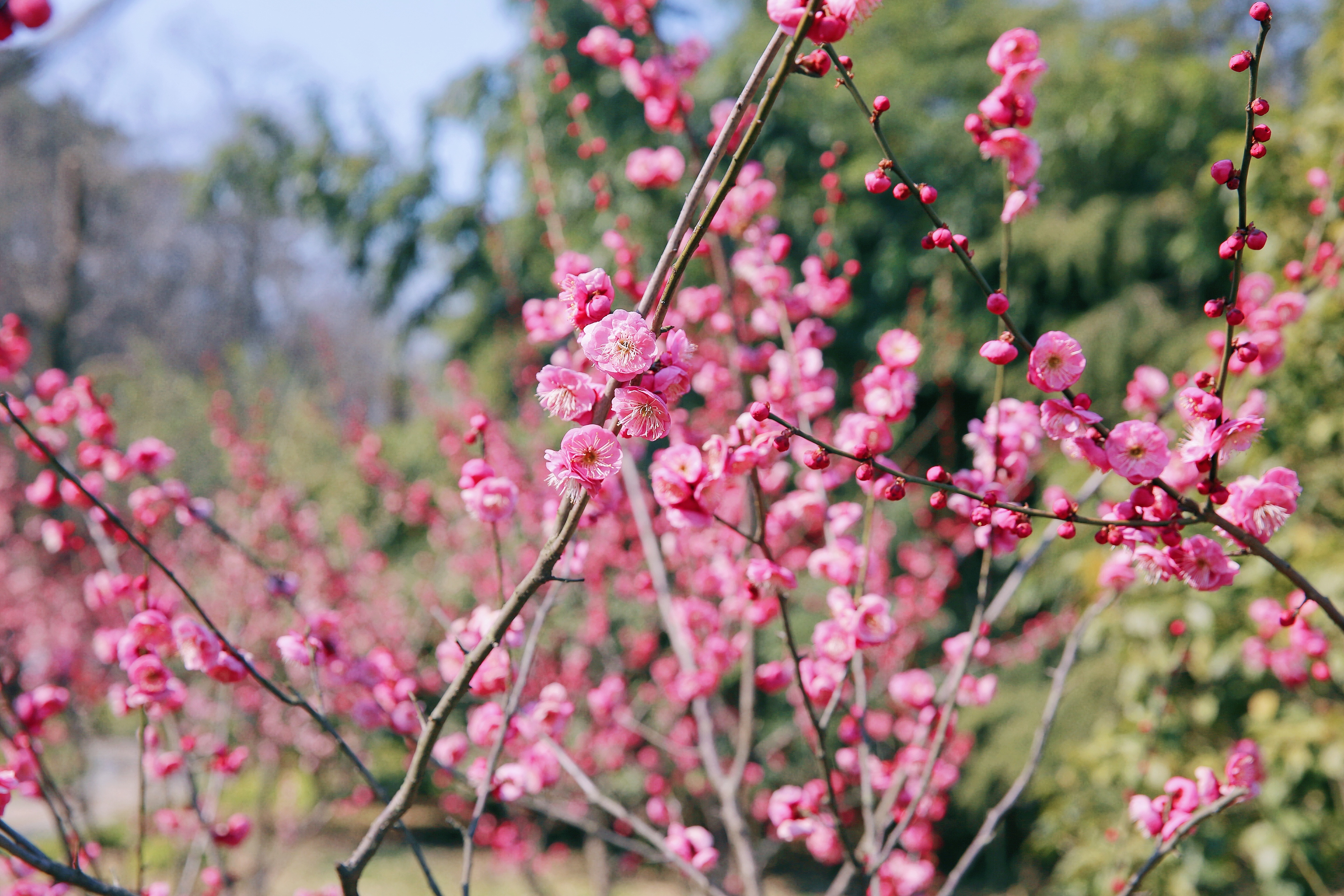 ΰ�¹���(victor1946)�ٷ���վ-Officials Website